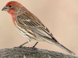 الهاوس فينش جميع المعلومات حول هذا الطائر تربية تغدية تغريد و المزيد طيور العرب Finches Bird Backyard Birds Tree Of Life Images