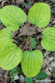 Image result for Smilacaceae