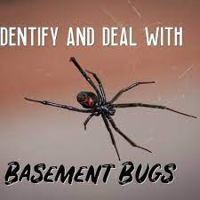I killed four of the same kind within three to four days.i don't know where they are getting in. How To Identify And Deal With Basement Bugs Dengarden