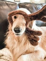 Merry Goldenreinderp Star Wars Costumes Diy Sleeping Animals Star Wars Costumes