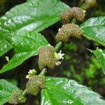 Image result for Elatostema welwitschii