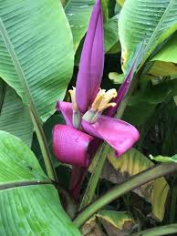 Image result for Musa ornata
