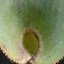 Image result for Perotis patens