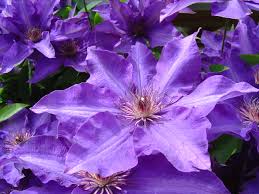 Auch staunässe und frost können so vermieden werden und es gibt zu diesem zeitpunkt. Waldreben Clematis Pflanzen Und Pflegen Gartencenter Zulauf Pflanzen Kaufen