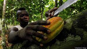 Ein foto aus dem jahr 2007, in den vergangenen jahren hat kinderarbeit noch mal stark zugenommen. Weltkakaokonferenz Niedrige Preise Treiben Afrikas Kakaobauern In Die Armut Afrika Dw 24 04 2018