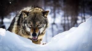 Attack Vahsi Hayvanlar Wolf Kurt