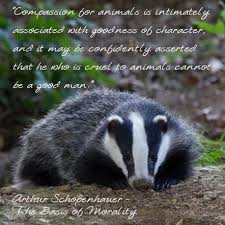 Stop The Cruel And Farcical Badger Cull Cruel Animals Animals Beautiful