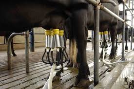 Quem Somos - Búfalo Dourado