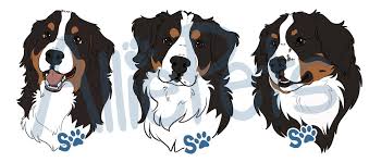 Dog Drawing Dog Drawing Cartoon Dog Bernese Mountain Dog