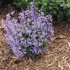 Image result for Monadenium laeve