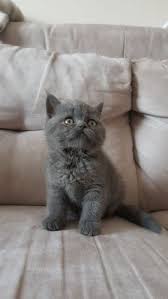 Satilik British Shorthair Panosundaki Pin