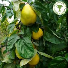 They are a mechanism through which plants can spread their genes as far and wide as possible so more of their. Quince Vranja Buy Quince Tree Purchase Quince Fruit Trees