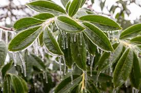 Ongeacht hoe je de planten geleverd krijgt: Is Een Laurierplant Winterhard De Tuinen Van Appeltern