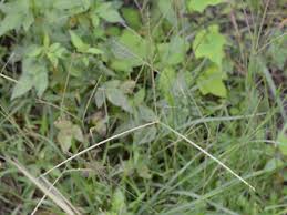 Image result for Digitaria longiflora