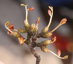 Image result for Inversodicraea