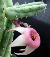 Image result for Huernia procumbens