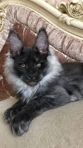 Kittens for sale sweet rehome fee ok (prc > prescott) hide this posting restore restore this posting. Giant Maine Coon Kittens For Sale Near Me Download 540 960 Craigslist Dc Housing 37arts Net