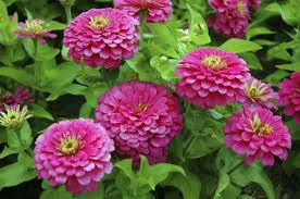 Zinnia Flowers Are A Colorful And Longlasting Addition To The Flower Garden When You Learn How To Plant Zinnias For Zinnia Flowers Annual Flowers Flower Care