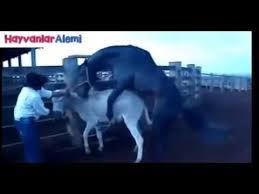 at esek esek ciftlesme mp3 indir cep muzik indir