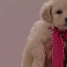 Goldendoodle puppies english golden doodles goldendoodle goldendoodle pups doodle puppies. Puppy Sale Scams On The Rise During Coronavirus Pandemic Wpec