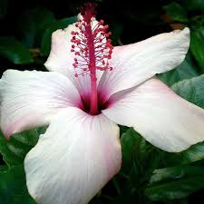 Maybe you would like to learn more about one of these? Perennial Hibiscus Seeds Rare Bonsai Plant Seeds Giant Hibiscus Flower Seeds Buy At A Low Prices On Joom E Commerce Platform