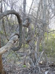 Old houses scare my husband, so before and after purchase he is going to demonstrate how to remove ivy from a tree. Prune That Forsythia Now But Only Once 27 East