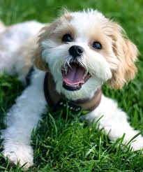 Our professional staff will treat your pets as if they were their own. Adventure Pet Resort A True Resort Experience For Your Pets