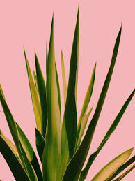 Katta, who is the director of the contact dermatitis clinic at the baylor college of medicine in houston, says plants that cause skin abrasions and irritated skin may have these features:. Why Aloe Vera Is So Controversial Right Now Allure