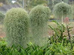 Tillandsia Air Plant Air Plants Spanish Moss Display