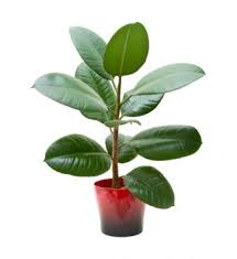 Ficus elastica is their botanical name and. Rubber Tree Plants Lovetoknow