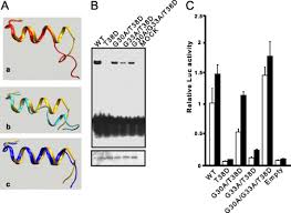 When a dna strand gets copied into a new mrna molecule translation: Dephosphorylation Of Threonine 38 Is Required For Nuclear Translocation And Activation Of Human Xenobiotic Receptor Car Nr1i3 Journal Of Biological Chemistry