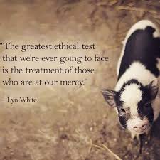 Quote From Lyn White Animals Australia Animal Quotes Support Animal Animals