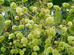 Image result for Tectona grandis