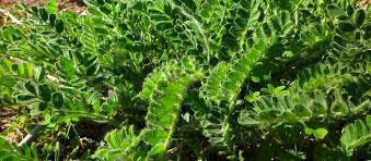 Image result for Astragalus