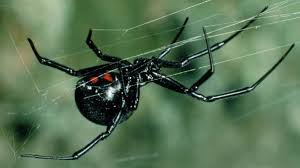 The nobel false widow spider has made its presence in ireland known after reports emerged that two waterford women had been hospitalised after being the nobel false widow spider bears a strong resemblance to the black widow, but they are very different. How To Tell The Difference Between A Black Widow Spider And A False Black Widow Quora