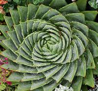 Image result for Aloe plowesii