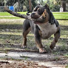 That's a good start if your looking for a high protein diet that will build lean muscle. What Is The Best Food To Add Muscle To My Pit Bull Or American Bully By Bully King Magazine Bully King Magazine Medium