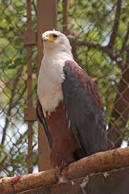 Birds Of A Feather Odyssey African Fish Eagle Eagle Birds African