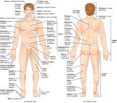 Anatomical diagram showing a front view of muscles in the human body. List Of Human Anatomical Regions Wikipedia