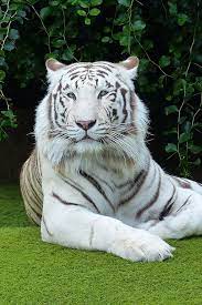 Pictures Of Beautiful White Bengal Tigers Tiger Pictures Rare Albino Animals White Bengal Tiger