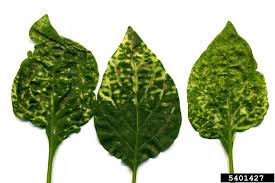 Image result for Alfalfa mosaic virus