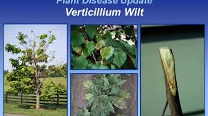Verticillium wilt disease verticillium wilt is a serious disease that affects over 300 host plants in numerous plant families (tables 1 and 2). Verticillium Wilt Youtube