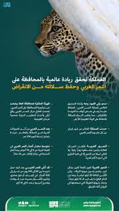 تقرير / في يوم النمر العربي.. المملكة تقدم نموذجاً مميزاً لحمايته واستمرار  تكاثره في الطبيعة