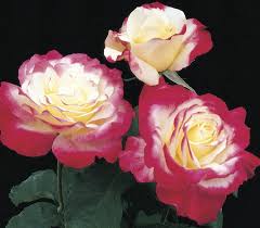 The spa is not for tourist and so be. Outdoor Gardening Home Living Double Delight Hybrid Tea Rose Creamy White To Red 5 Gallon Size Live Bush Plants Plant Fine Roses Garden Landscape Home