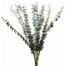 ©2020 the queen's flowers 7001 nw 25th st, miami fl 33122 info@queensflowers.com 1.800.888.1777 Baby Blue Eucalyptus