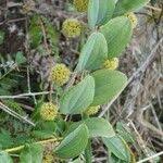 Image result for Smilax anceps