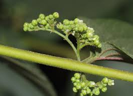 Image result for Trema sp A