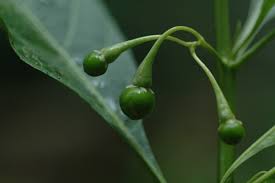 Image result for Solanum cyaneopurpureum