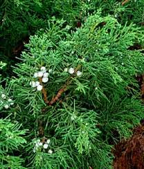 Image result for Cupressus sempervirens