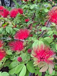 Image result for Calliandra haematocephala